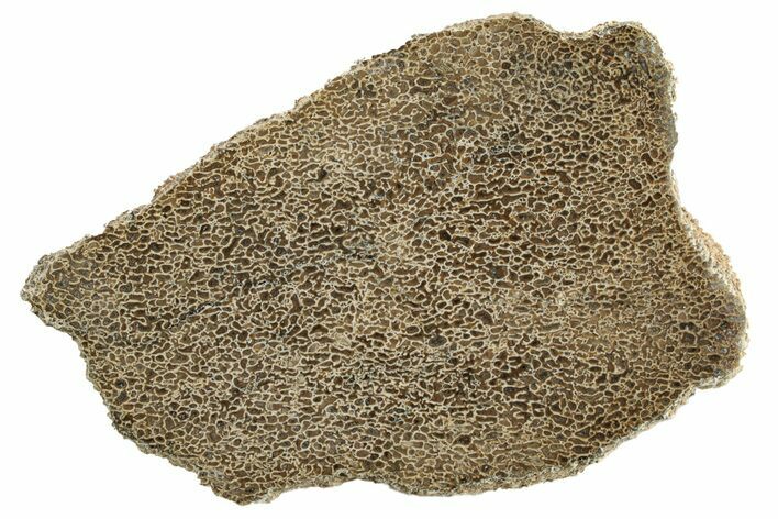 Polished Dinosaur Bone (Gembone) Slab - Morocco #271424